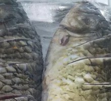 Grilled Crucian Carp