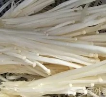Enoki Mushroom