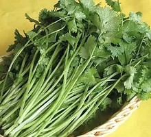 Cilantro