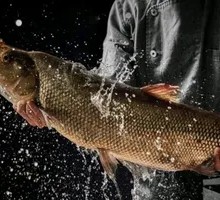 Ecological Snakehead Fish