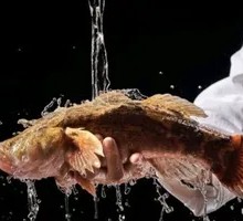 Stone Pot Snakehead Fish