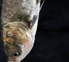 Deep-water Bighead Carp