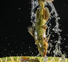 Spicy Frog with Triangle Peak