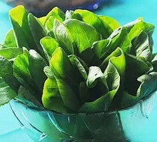 Stir-fried Oil Winter Cabbage