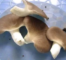 Enoki Mushroom