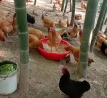 Eco Bamboo Forest Free-Range Local Chicken