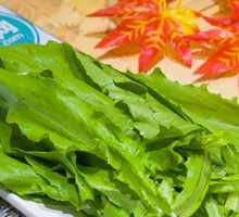 Oilseed lettuce