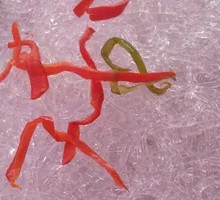 Jellyfish Salad