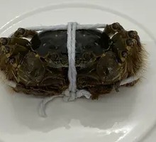 Female Soft-Shelled Crab