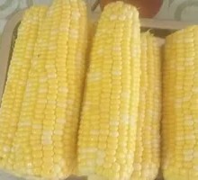 Sweet Corn