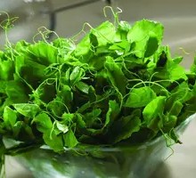 Pea Shoots