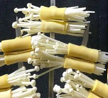 Enoki Mushroom