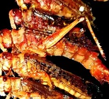 Charcoal-Grilled Grasshopper