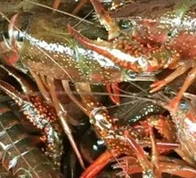 Garlic-Style Crawfish