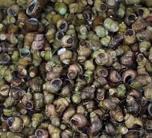 Fresh Water Snails