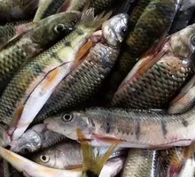 Earthen Pot Stone Bass