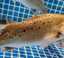 White Perch