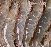 White Shrimp