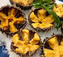 Sea Urchin