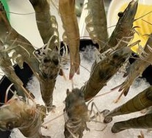 Live Shrimp