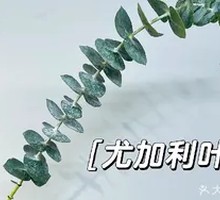Lanzhou Jujube Tea