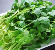 Cilantro