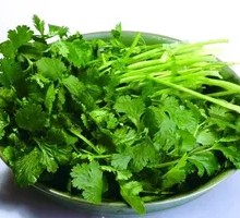 Cilantro