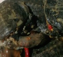 Braised Softshell Turtle