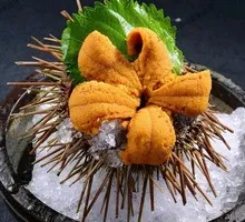 Live Sea Urchin