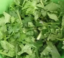 Cilantro