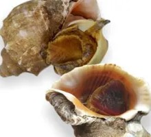 Fresh Sea Snail