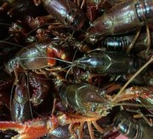 Stewed Large Shrimp