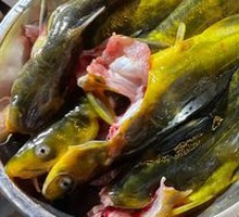 Fresh-caught Yellow Catfish