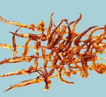 Spicy Squid