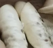 Red Bean Roll