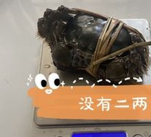 Male Soft-Shelled Crab