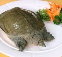 Honghu Ecological Softshell Turtle