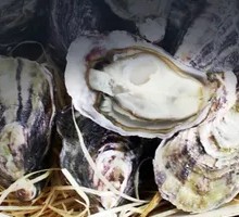 Marlborough Oyster