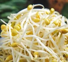 Organic Mung Bean Sprouts