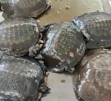 Braised Softshell Turtle