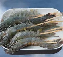Sea Water Prawn