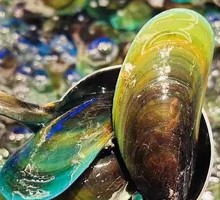 Fresh Mussels