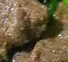 Stir-fried Pork Liver Rice Bowl