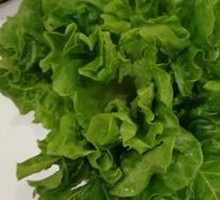 Lettuce
