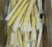 Bamboo Shoot Tips