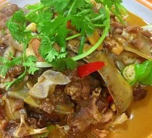 Jingsha Softshell Turtle