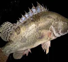 Smelly Mandarin Fish