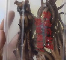 Signature Squid