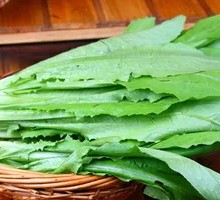 Oilseed lettuce