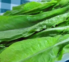Oilseed lettuce